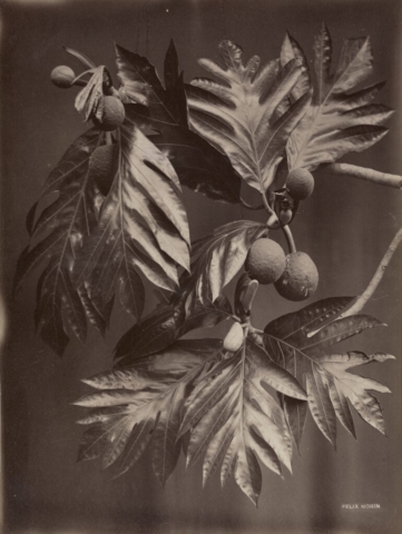Felix Morin, Calabash Tree, Trinidad, about 1890. Albumen print. Montgomery Collection of Caribbean Photographs. Purchase, with funds from Dr. Liza & Dr. Frederick Murrell, Bruce Croxon & Debra Thier, Wes Hall & Kingsdale Advisors, Cindy & Shon Barnett, Donette Chin-Loy Chang, Kamala-Jean Gopie, Phil Lind & Ellen Roland, Martin Doc McKinney, Francilla Charles, Ray & Georgina Williams, Thaine & Bianca Carter, Charmaine Crooks, Nathaniel Crooks, Andrew Garrett & Dr. Belinda Longe, Neil L. Le Grand, Michael Lewis, Dr. Kenneth Montague & Sarah Aranha, Lenny & Julia Mortimore, and The Ferrotype Collective, 2019. Photo © AGO. 2019/382